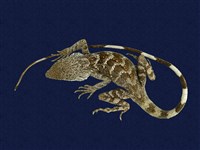 藏品(斯文豪氏攀蜥)的圖片